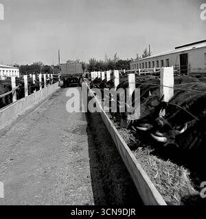 Una fotografia storica degli anni '1980, che mostra il processo di alimentazione del bestiame presso l'azienda casearia di Kolkhoz "Ucraina" nel distretto di Sloviansk, RSS Ucraina. Mucche o tori mangiano fieno da un lungo bacino di cemento in un recinto all'aperto, con un rimorchio per foraggi parcheggiato nelle vicinanze. L'immagine è una testimonianza documentaria del lavoro quotidiano in un complesso di bestiame nel tardo-sovietico Donbas Foto Stock