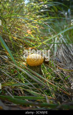 Leccinum albostipitatum, fungo con cappuccio arancione e gambo testurizzato che cresce tra erba verde e muschio. Foto Stock