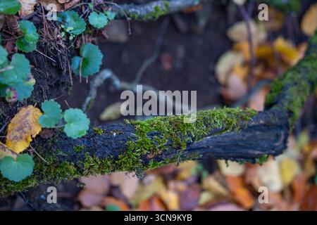 Il tronco coperto di muschio giace sul terreno della foresta. Tronco in decomposizione ricoperto di muschio verde vibrante in una foresta. Primo piano Foto Stock