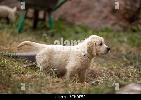 Cucciolo Golden Retriever che gioca sull'erba. Foto Stock