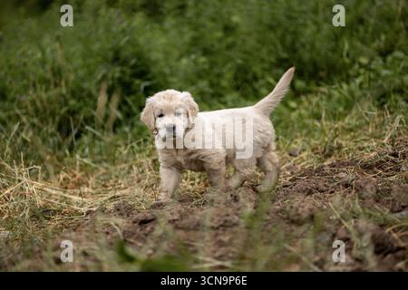 Cucciolo Golden Retriever che corre sul campo di erba. Foto Stock