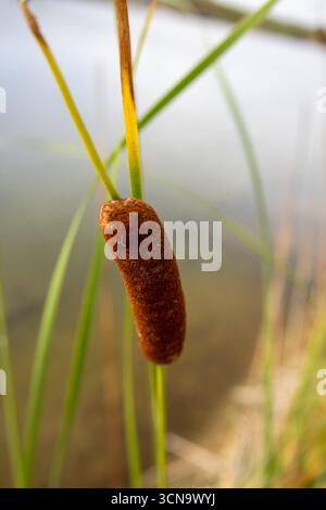 Primo piano dettagliato di una pianta di coda di gatto marrone con alte foglie verdi che crescono vicino al bordo dell'acqua Foto Stock