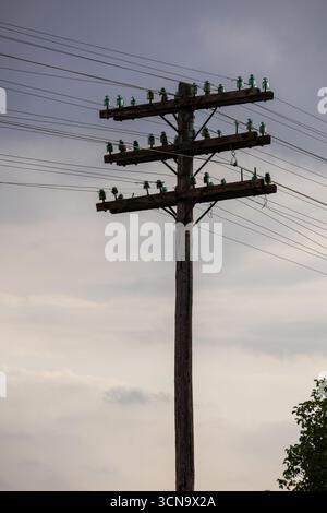 Pali in legno con linee elettriche in piedi in un paesaggio rurale sotto il cielo nuvoloso Foto Stock