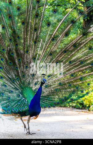 Uccelli indiani (Pavo cristatus), noti anche come uccelli comuni o uccelli blu che mostrano piume e colorati pavoni nel Parco reale delle terme di Varsavia Foto Stock