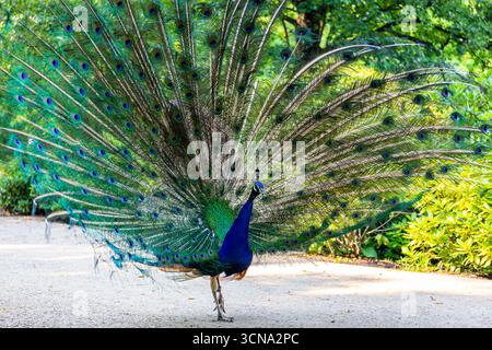 Uccelli indiani (Pavo cristatus), noti anche come uccelli comuni o uccelli blu che mostrano piume e colorati pavoni nel Parco reale delle terme di Varsavia Foto Stock