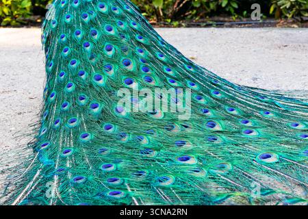 Peafowl indiano (Pavo cristatus) piume colorate e luminose con punti di vista, vista ravvicinata, nel Parco reale delle terme di Varsavia (Lazienki Krolewskie) a Varsavia, PL Foto Stock