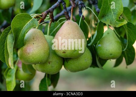 Pere mature su un ramo d'albero in un campo a Salamanca, Spagna Foto Stock