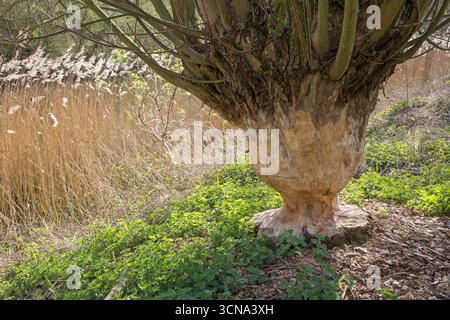 Tronco di albero spesso di salice pollard che mostra segni di denti e trucioli di legno da gnawing di castoro eurasiatico (fibra di Castor), Zevergem, Fiandre Orientali, Belgio Foto Stock