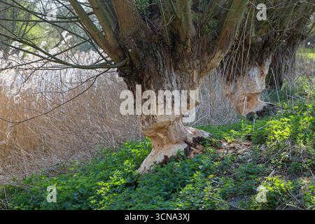 Due tronchi d'albero di salici pollardi che mostrano segni di denti e trucioli di legno provenienti dalla rognatura del castoro eurasiatico (fibra di Castor), Zevergem, Fiandre orientali, Belgio Foto Stock