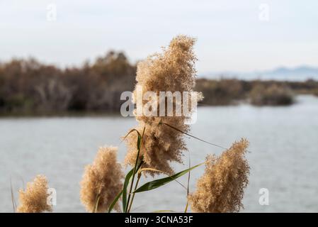 Primo piano di un'infiorescenza di canne comuni, Phragmites australis, vicino a una zona umida, con toni marroni tenui e acqua offuscata e vegetazione nel dorso Foto Stock