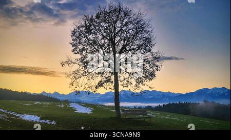 Una splendida scena invernale con la silhouette di un albero al tramonto e le maestose Alpi svizzere sullo sfondo Foto Stock