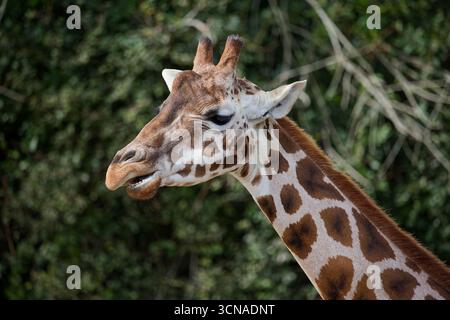 Un ritratto con vista laterale di un cammello che masticava i suoi motivi marrone e crema con dettagli sorprendenti Foto Stock