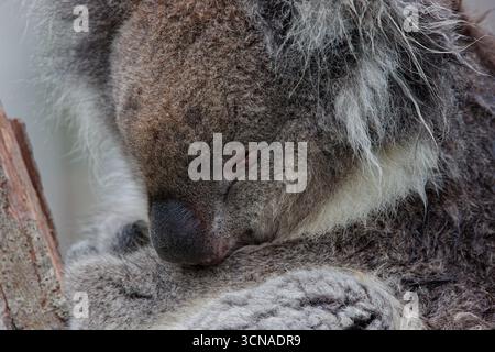 Ritratto di un simpatico orso koala addormentato in un albero che mostra la pelliccia con dettagli sorprendenti Foto Stock