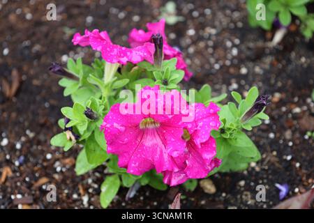 primo piano di gocce di pioggia macro su fiori rosa brillante e viola su foglie verde chiaro Foto Stock