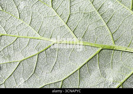 Primo piano di foglie verdi con vene visibili. Texture macro fogliame naturale. Sfondo dei dettagli botanici. Struttura vegetale biologica fresca. Schema della natura. Foto Stock