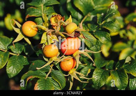Rosa matura anche sul cespuglio. Frutta fresca con foglie verdi alla luce del sole. Frutti di bosco sani e naturali in giardino. Dettagli sulle piante stagionali autunnali. Foto Stock