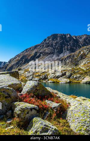 Con il primo freddo dell'autunno, i mirtilli diventano rossi, creando paesaggi incantevoli. Foto Stock