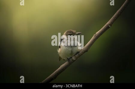 Un piccolo magpie-robin orientale (Copsychus saularis) arroccato su un ramo su uno sfondo verde leggermente sfocato, Dacca, Bangladesh Foto Stock