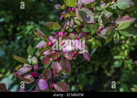 Foglie colorate possono essere viste nella foresta autunnale, brillanti in varie sfumature di rosso e verde. Le bacche mature sono appese ai rami della spi comune Foto Stock