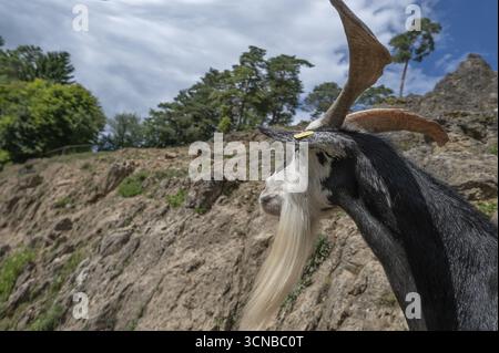 Ritratto di una capra domestica (Capra aegagrus hircus) su una roccia in salita, Obertrubach, alta Franconia, Baviera, Germania Foto Stock