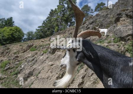 Ritratto di una capra domestica (Capra aegagrus hircus) su una roccia in salita, Obertrubach, alta Franconia, Baviera, Germania Foto Stock