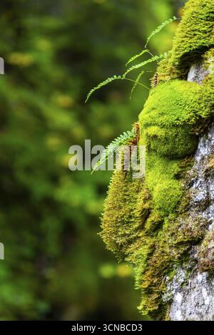 Felce costolata comune (Blechnum spicant) che cresce su alberi, felci leptosporangiate (Polypodiopsida), su tronchi di faggio, legno morto, Breitachklamm, Oberstdorf Foto Stock