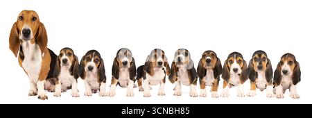 Panorama di nove cuccioli francesi di basset artesien normand e della loro madre seduta e vista dal fronte isolata su uno sfondo bianco Foto Stock