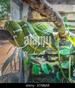 Emerald Tree Boa ha arrotolato la posizione su un ramo. Serpente verde brillante con scale bianche a forma di fulmine sul retro e occhi gialli impressionanti. Cor Foto Stock