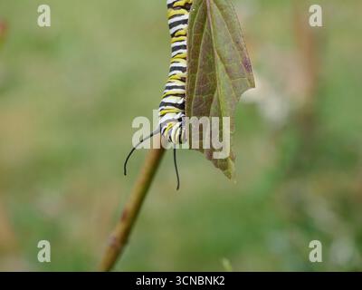il bruco della farfalla Monarch dietro la palude che mangia foglie di latte Foto Stock