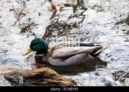Un'anatra maschile che nuota in acqua Foto Stock