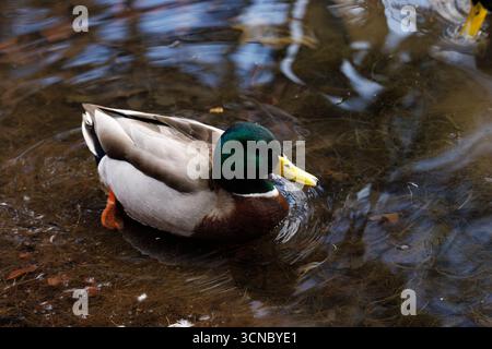 Un'anatra maschile che nuota in acqua Foto Stock
