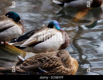 Un'anatra maschile che nuota in acqua Foto Stock
