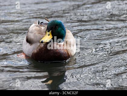 Un'anatra maschile che nuota in acqua Foto Stock