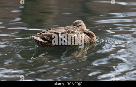 Una femmina di anatra Mallard con piumaggio marrone che nuota in acqua Foto Stock