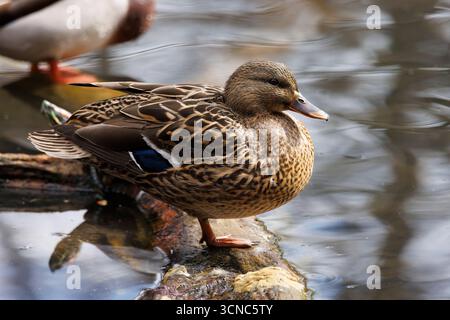 Una femmina di anatra Mallard con piumaggio marrone che nuota in acqua Foto Stock