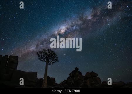 Splendida via Lattea sopra la foresta di alberi di Quiver al Giants Playground, Namibia Foto Stock