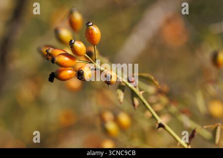 Bacche di rosehip maturo nel Bush con attenzione selettiva, Spagna Foto Stock