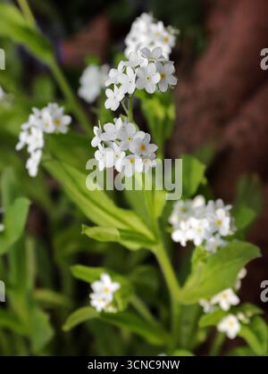 Field Forget-me-not, Myosotis arvensis, Boraginaceae. REGNO UNITO. Variante bianca. Myosotis arvensis o Field Forget-me-not. Foto Stock