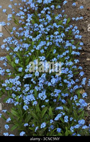 Field Forget-me-not, Myosotis arvensis, Boraginaceae. REGNO UNITO. La Myosotis arvensis o Field Forget-me-Not è un erbacea annuale o perenne di breve durata. Foto Stock