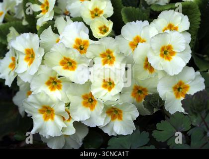 Primrose comune, Primula vulgaris, Primulaceae. Fiori selvatici britannici. Foto Stock