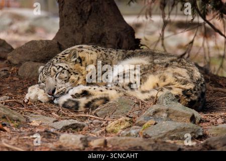 Un leopardo delle nevi con pelliccia gialla e coda lunga che dorme sotto un albero Foto Stock