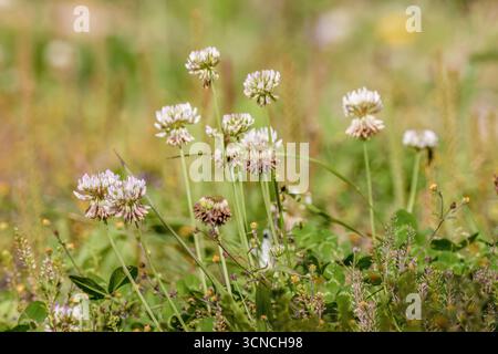 Fiori di trifoglio bianchi che fioriscono nel giardino di una fattoria, nelle montagne andine orientali della Colombia centrale, vicino alla riserva naturale di Iguaque. Foto Stock
