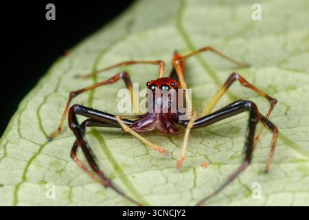 Primo piano di Viciria a mascelle larghe (Viciria praemandibularis), un ragno che salta con mascelle allungate, arroccato su una foglia verde a Pulau Ubin, Foto Stock