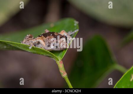 Primo piano di un giovanile Banded Bullfrog (Kaloula pulchra), noto anche come Asian Painted Frog, arroccato su una foglia verde a Pulau Ubin, Singapore. Foto Stock