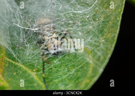Ragno saltatore ANT-mimico (Myrmarachne sp.) All'interno del suo rifugio di seta su una foglia a Pulau Ubin, Singapore. Macro di primo piano che mostra la mimetizzazione del ragno e.. Foto Stock