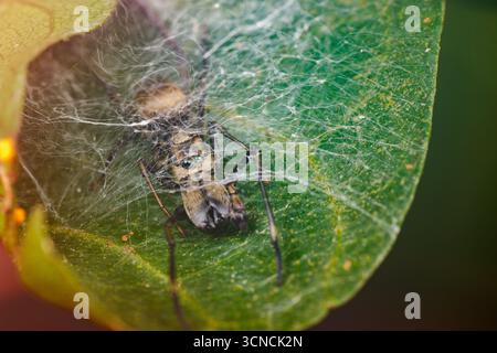 Ragno saltatore ANT-mimico (Myrmarachne sp.) All'interno del suo rifugio di seta su una foglia a Pulau Ubin, Singapore. Macro di primo piano che mostra la mimetizzazione del ragno e.. Foto Stock
