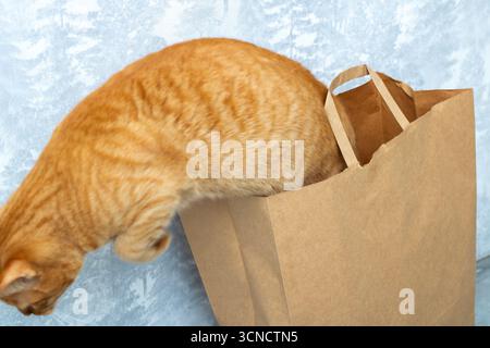 Un adorabile gatto arancione è comodamente seduto all'interno di un sacchetto di carta marrone deturpato, che sembra carino e contento mentre si rilassa lì Foto Stock