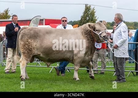 20 settembre 2025. Newbury, Berkshire, Inghilterra, Regno Unito. L'annuale Newbury Show si svolse durante il fine settimana. Questo popolare evento include gare di bestiame e agricoltura, eventi in arena, mostre e negozi e attira migliaia di visitatori. Nella foto: Gara di bestiame a giudicare con un toro Murray Grey Foto Stock