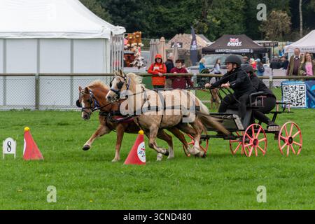 20 settembre 2025. Newbury, Berkshire, Inghilterra, Regno Unito. L'annuale Newbury Show si svolse durante il fine settimana. Questo popolare evento include gare di bestiame e agricoltura, eventi in arena, mostre e negozi e attira migliaia di visitatori. Nella foto: Guida di curry o corse nell'arena principale Foto Stock