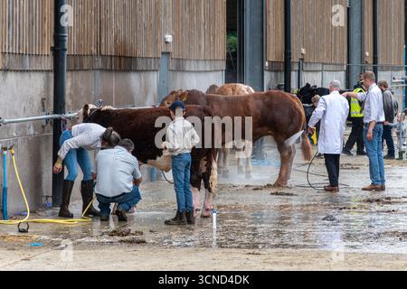 20 settembre 2025. Newbury, Berkshire, Inghilterra, Regno Unito. L'annuale Newbury Show si svolse durante il fine settimana. Questo popolare evento include gare di bestiame e agricoltura, eventi in arena, mostre e negozi e attira migliaia di visitatori. Nella foto: I bovini vengono lavati o lavati per prepararli alla competizione del bestiame Foto Stock